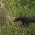 Fotografían por primera vez un perro de monte en selva de Puno