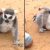 Video de YouTube muestra a un gracioso lémur al que le encanta que le rasquen el lomo. ¿Le salió competencia al Rey Julien?