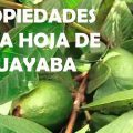 Increíbles beneficios de las hojas de Guayaba para su Cabello, Piel y Salud