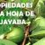 Increíbles beneficios de las hojas de Guayaba para su Cabello, Piel y Salud