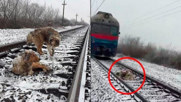 Perro arriesgó su vida para proteger a su compañera herida del paso de un tren