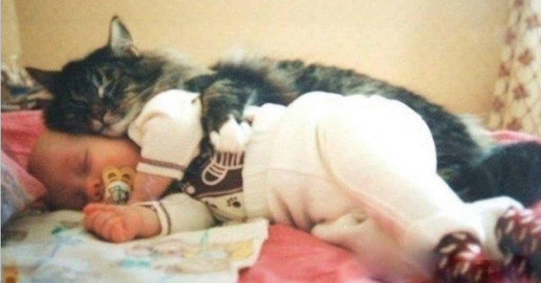 Esta es la razón por la cual los gatos duermen encima de sus humanos y no es lo que pensabas