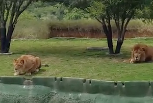 VIDEO: Leona intenta atacar a visitantes de un zoológico y sucede algo inesperado