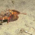 pez que anda por el fondo marino desconcierta a los científicos Youtube / @National Geographic
