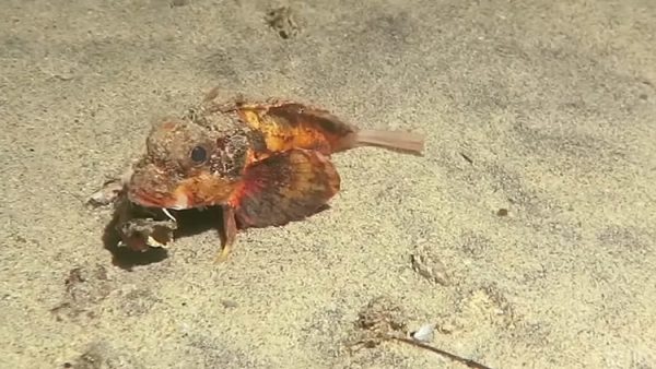 pez que anda por el fondo marino desconcierta a los científicos Youtube / @National Geographic 