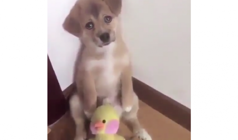 Tierna reacción de un perrito al ser regañado es viral en redes sociales