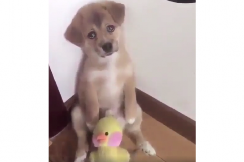 Tierna reacción de un perrito al ser regañado es viral en redes sociales