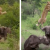 Vídeo : Pelea de furiosos búfalos con león