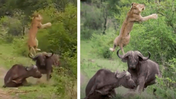 pelea de furiosos búfalos con león