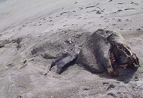 Aparece una monstruosa criatura en una playa de Nueva Zelanda