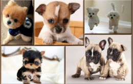 6 razas de perros más pequeños del mundo