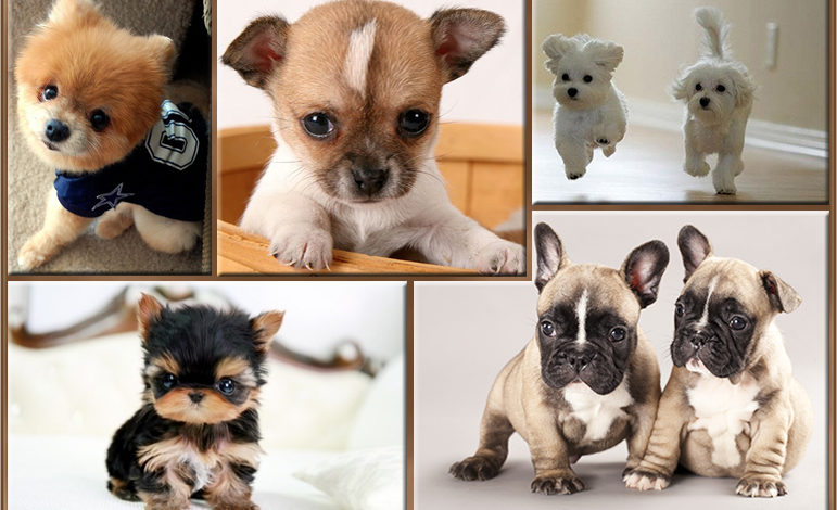 6 razas de perros más pequeños del mundo