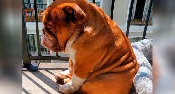 Foto de perrito deprimido por no salir a jugar por la cuarentena se vuelve viral