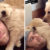 Perro celoso ve a su dueño durmiendo con un pequeño cachorro y tiene inesperada reacción