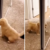 Pequeño perro ve por primera vez su reflejo en un espejo y su reacción asombra