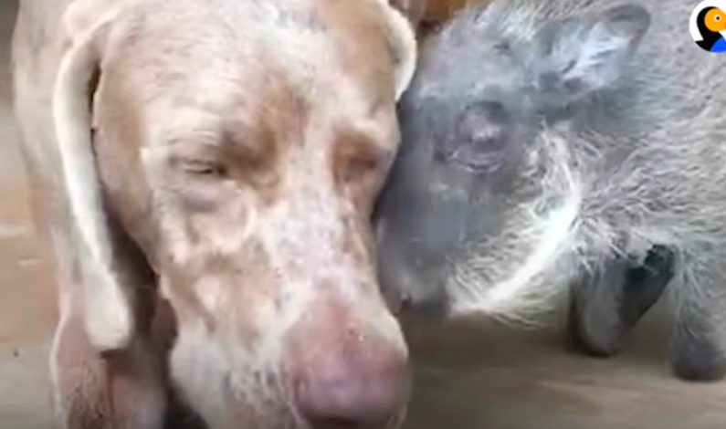 Jabalí y perro se convierten en inseparables amigos y ambos tienen amorosa reacción