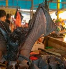 A pesar de la pandemia del coronavirus en los mercados  de Indonesia continúan vendiendo murciélagos