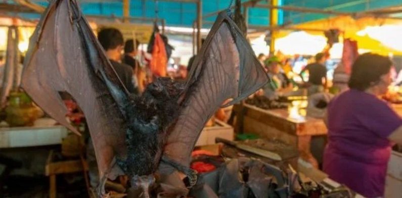 A pesar de la pandemia del coronavirus en los mercados  de Indonesia continúan vendiendo murciélagos