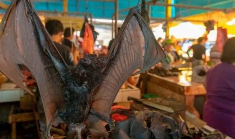 A pesar de la pandemia del coronavirus en los mercados  de Indonesia continúan vendiendo murciélagos