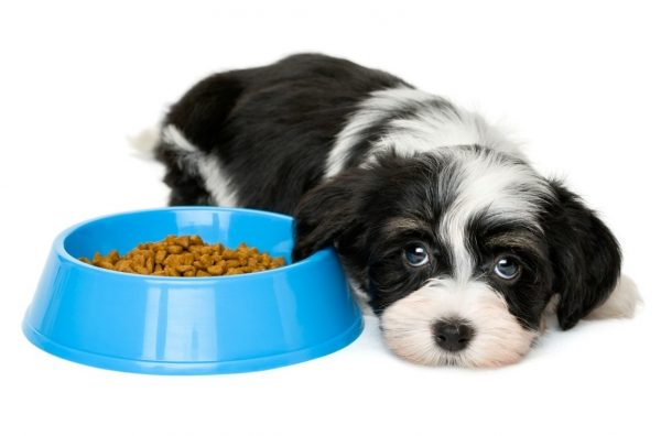 La mejor alimentación para un perro de raza pequeña