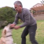 Un perro muerde a César Millán, el encantador de perros