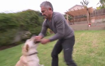 Un labrador muerde al encantador de perros Cesar Millán