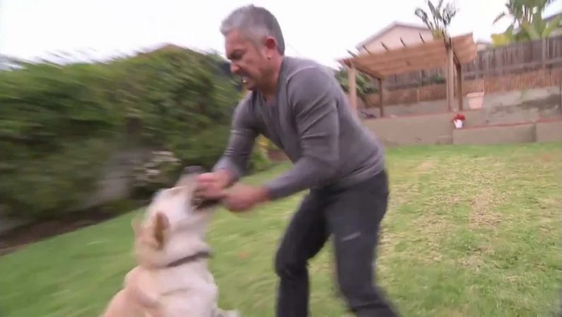 Un labrador muerde al encantador de perros Cesar Millán